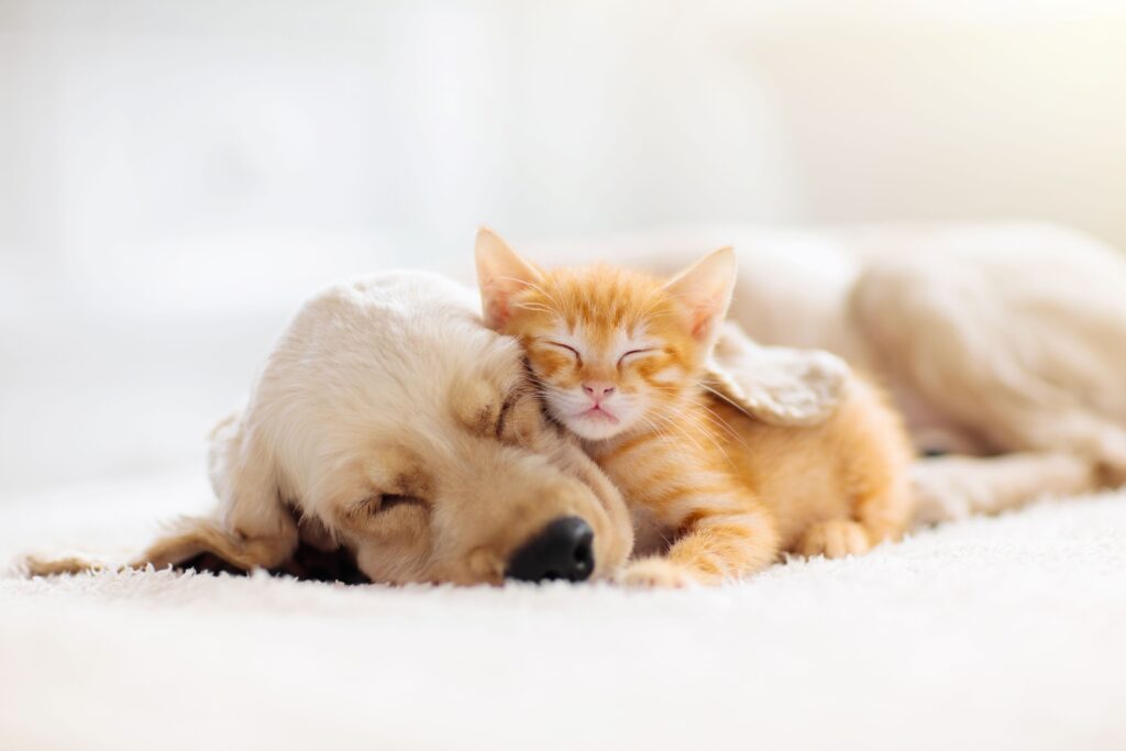 Golden retriever puppy napping with orange kitten